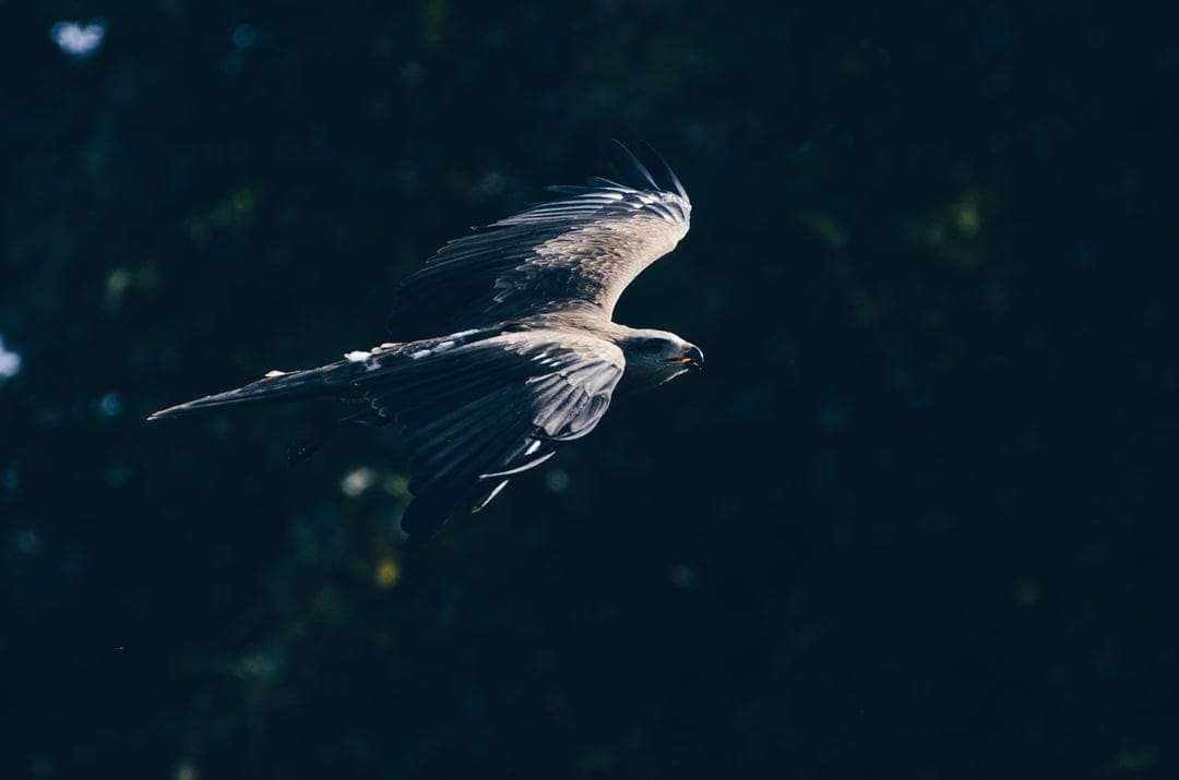 Eagle with outstretched wings flies against a dark, out-of-focus forest backdrop with dramatic natural lighting.
