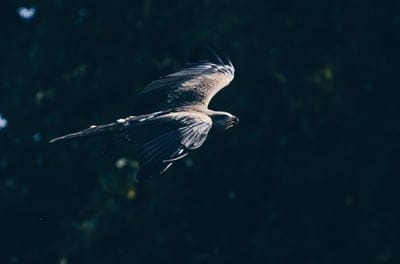 bald eagle,eagle,bird,wings,flight,dark