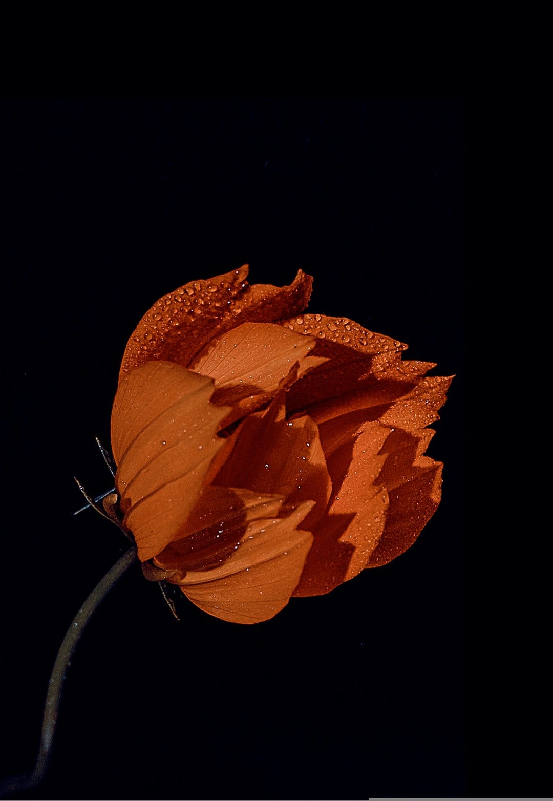 Orange flower petals with crystal water droplets stand out sharply against a deep matte black background.