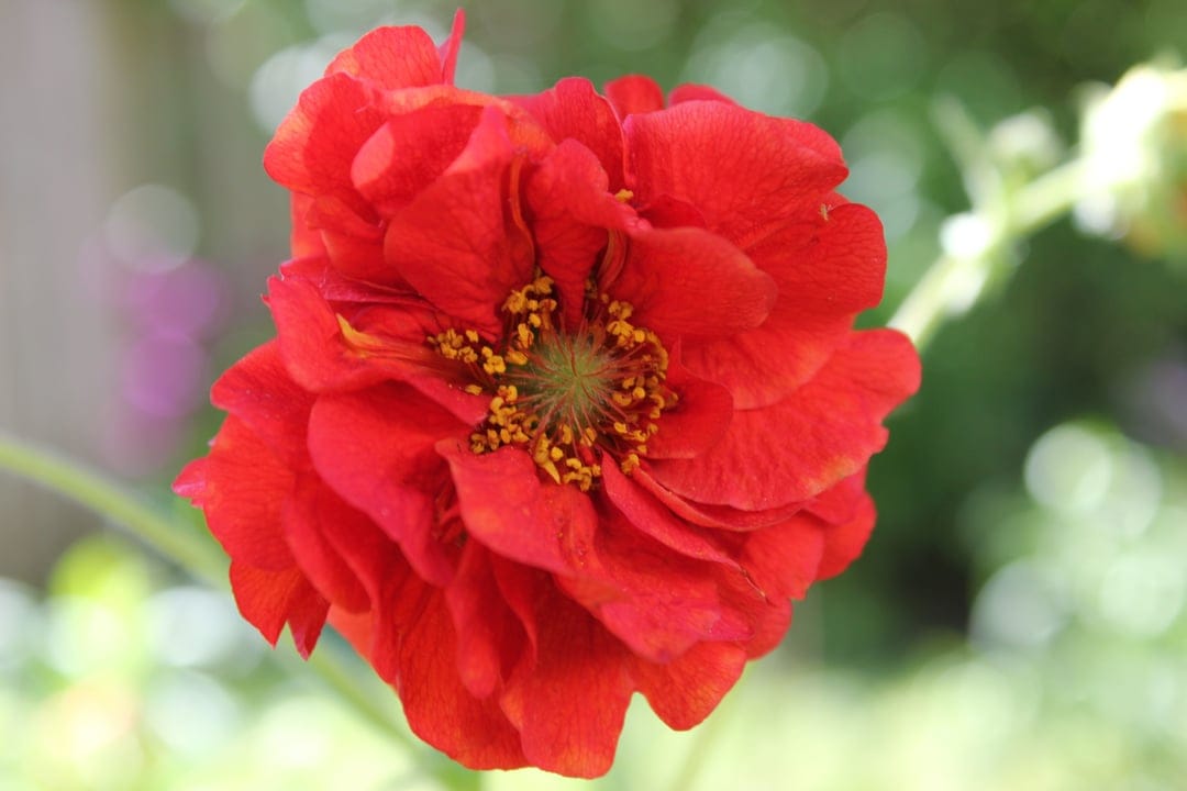 Red Geum flower with layered crimson petals and yellow stamens against a blurry green garden background.