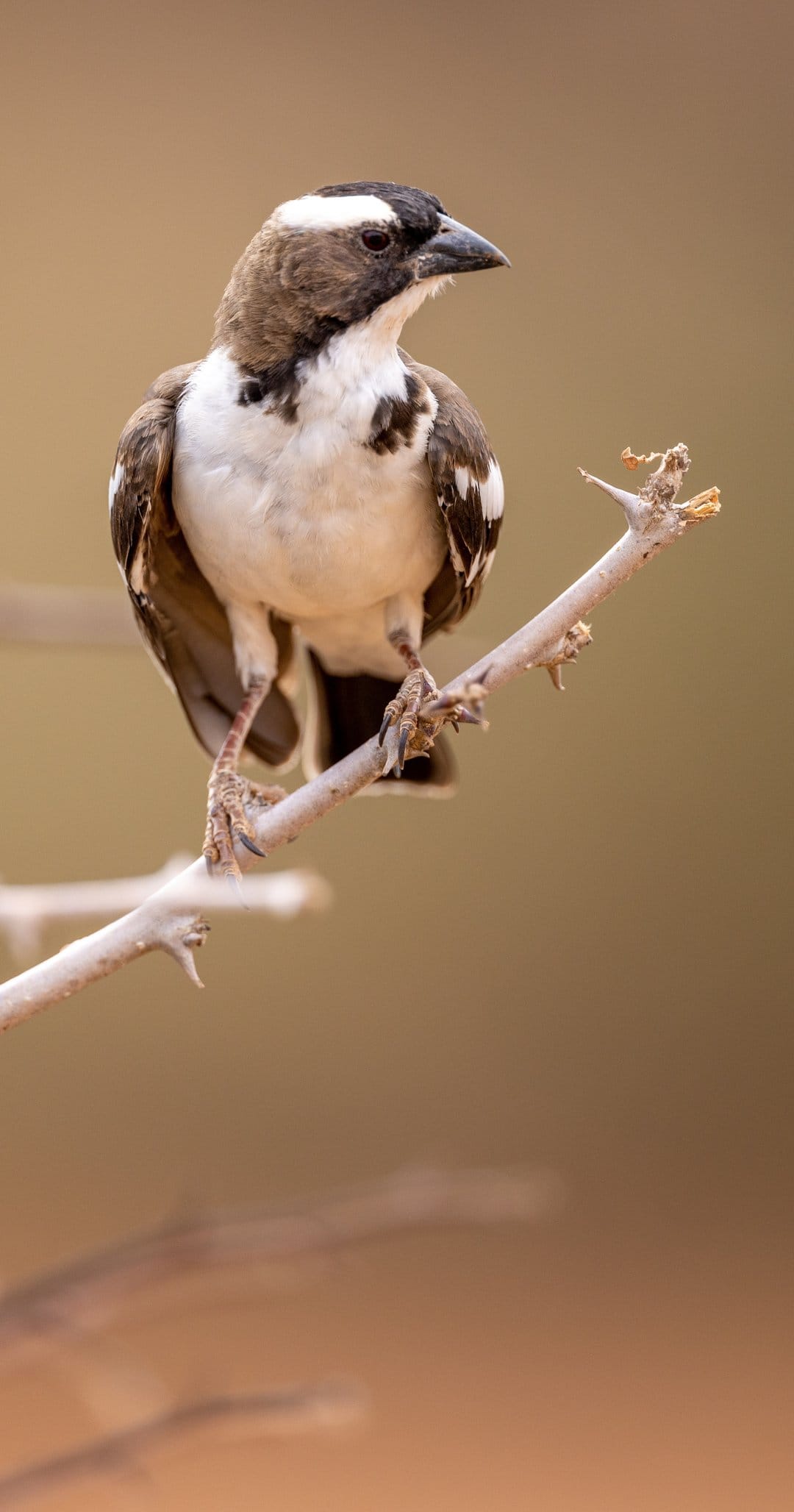 Small bird with black and white head markings perched on a thin branch against a blurred brown background.