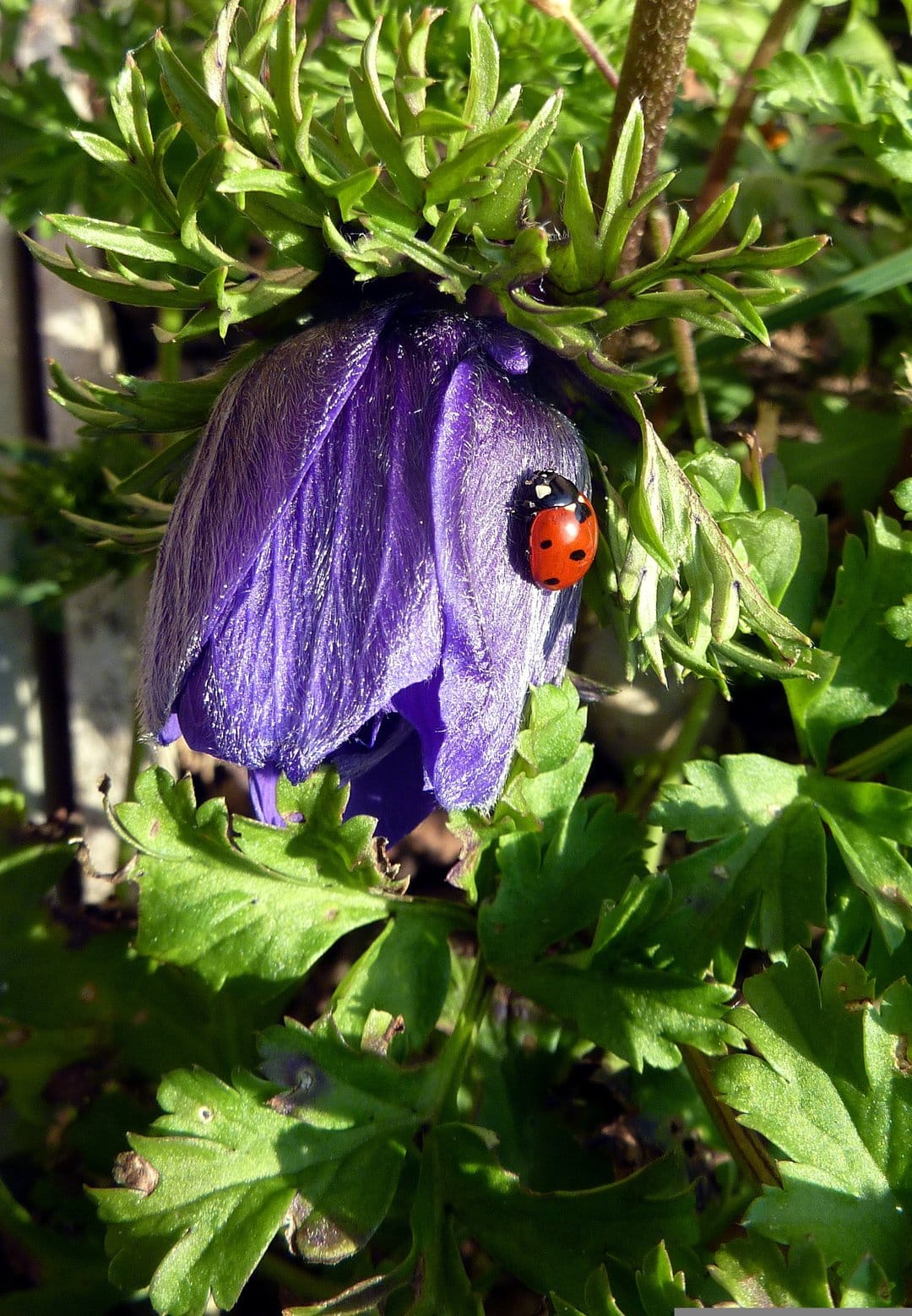 Red ladybug with black spots crawling on a closed purple anemone flower bud surrounded by soft green leaves.