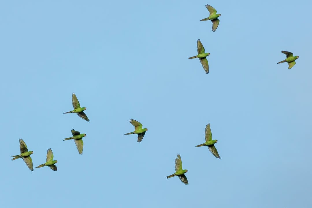 Green Ring-necked parakeets soar with outspread wings against a vast and cloudless bright blue sky.