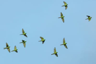 Parrots,Parrots wallpaper,Parrots desktop wallpaper,Parrots background,bird wallpaper