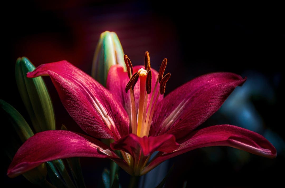 Deep pink lily with visible stamens and pollen stands out against a dark background with blurred green buds.