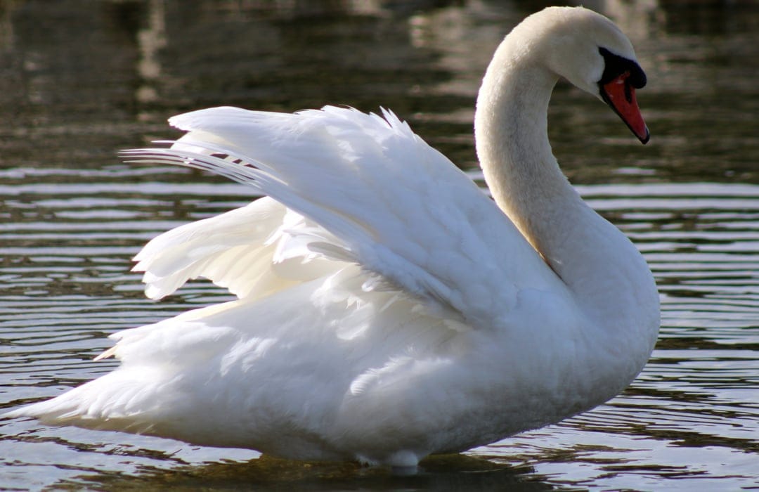 White swan with arched wings and an S-shaped neck glides across dark rippling water under soft natural sunlight.