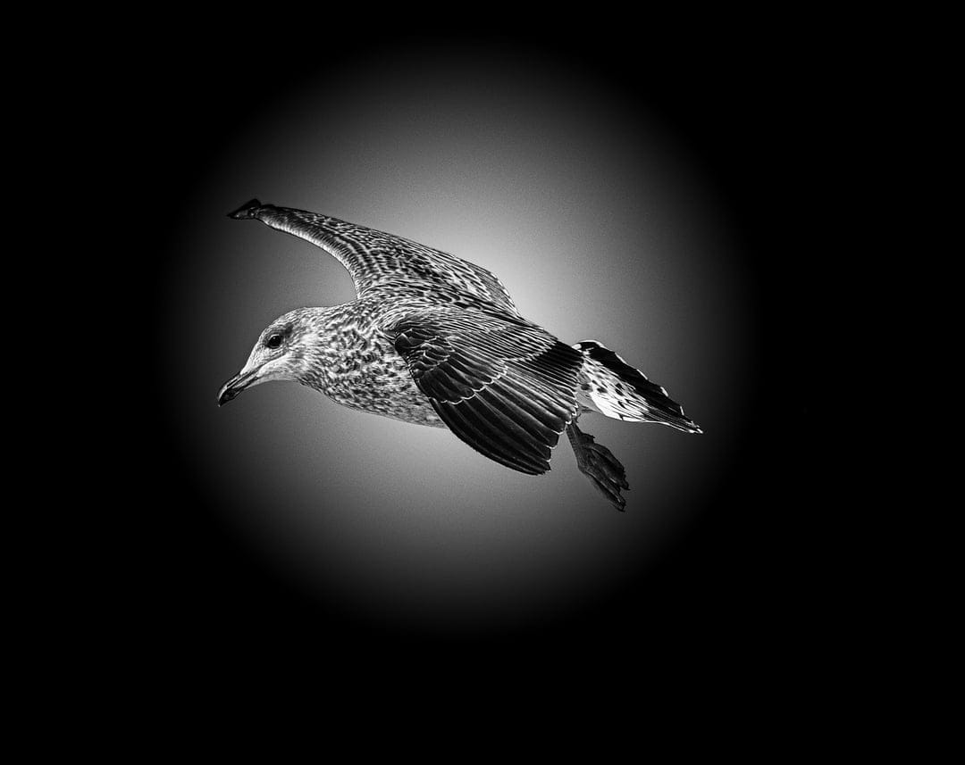 Seagull with wings fully extended in mid-flight against a circular dark gradient background with high contrast.