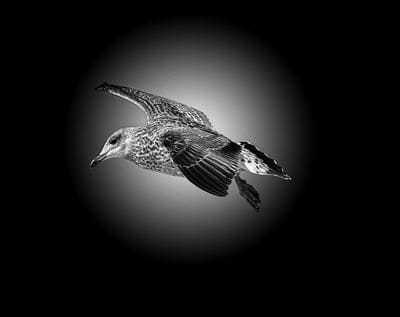 seagull,black,4k wallpaper,wallpaper 4k,white,laptop wallpaper,nature,gull,animal,free background,full hd wallpaper,windows wallpaper,bird,wildlife,free wallpaper,wild,flight,flying,mac wallpaper,background