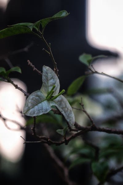 White bougainvillea bracts with green stamen against a blurred dark background in a vertical close-up photograph.