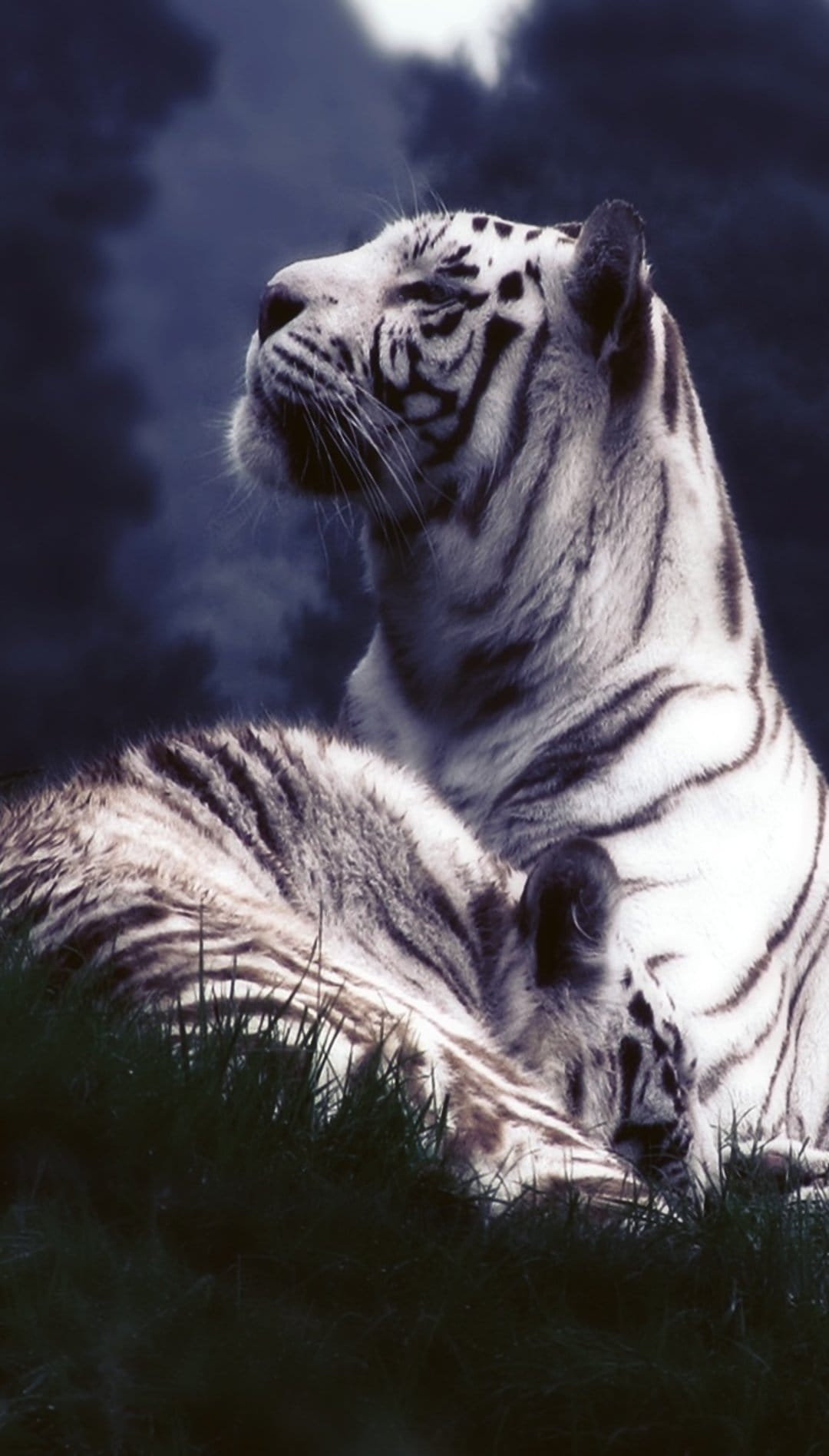 Two white tigers with black stripes rest in green grass under a dark cloudy sky in a vertical composition.