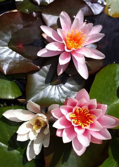 Pink and white water lilies with yellow centers float among dark green lily pads on still, dark pond water.