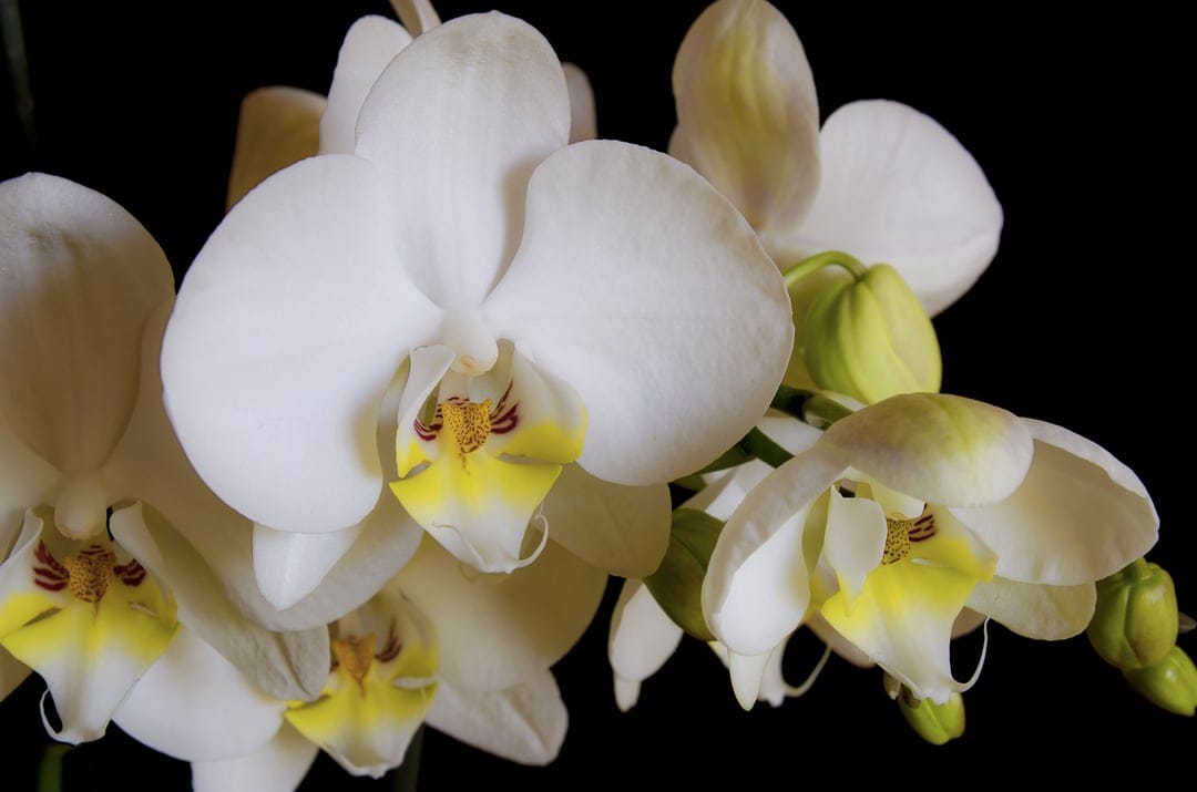 White Phalaenopsis orchids featuring yellow and red centers emerge from a stark, solid black background.