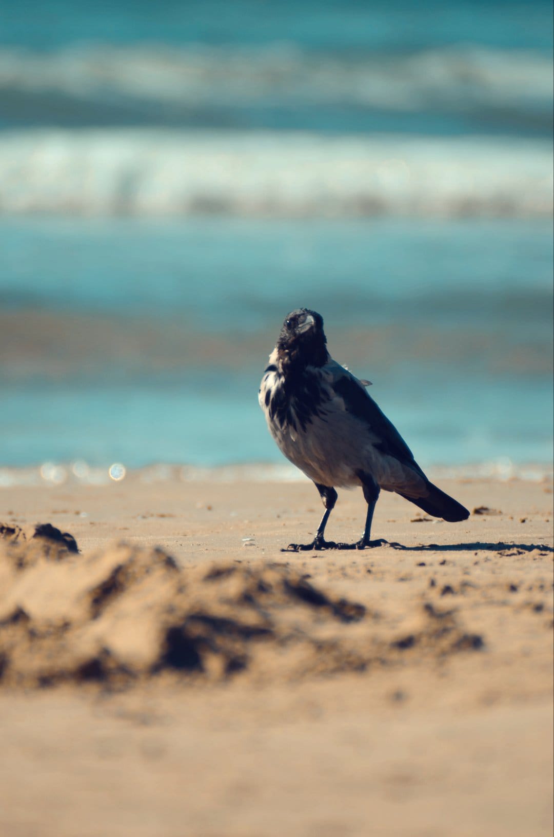 Black crow stands on sunlit beach sand while turquoise ocean waves wash ashore in the blurred background.