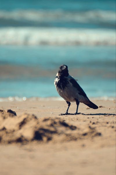 crow,bird,sand,sea