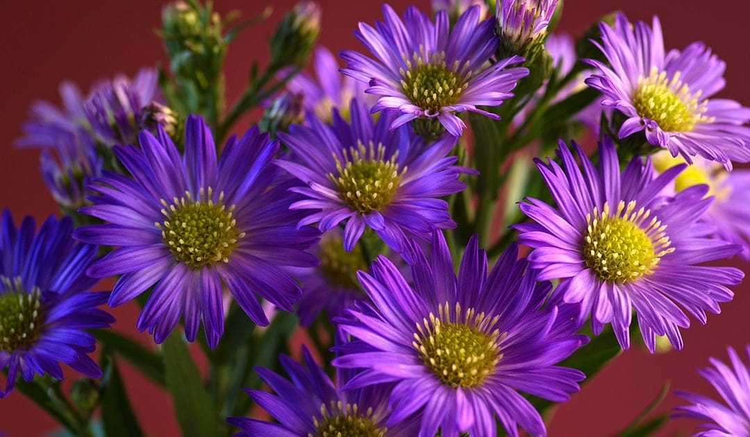 Purple aster flowers with thin petals and yellow centers against a soft green and grey blurred background.
