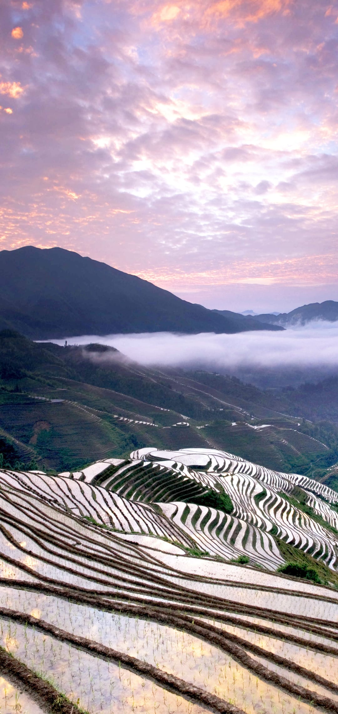 Tiered rice terraces on green mountains reflect a twilight sky above thick white mist settling in deep valleys.