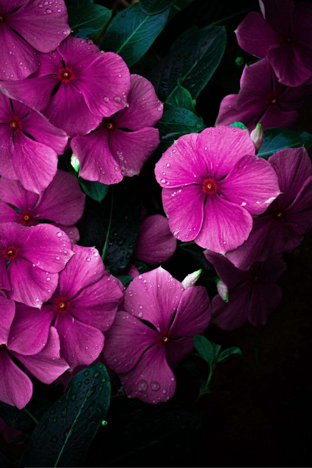 Pink Vinca flowers covered in clear water droplets against a dark, moody background in a macro photograph.