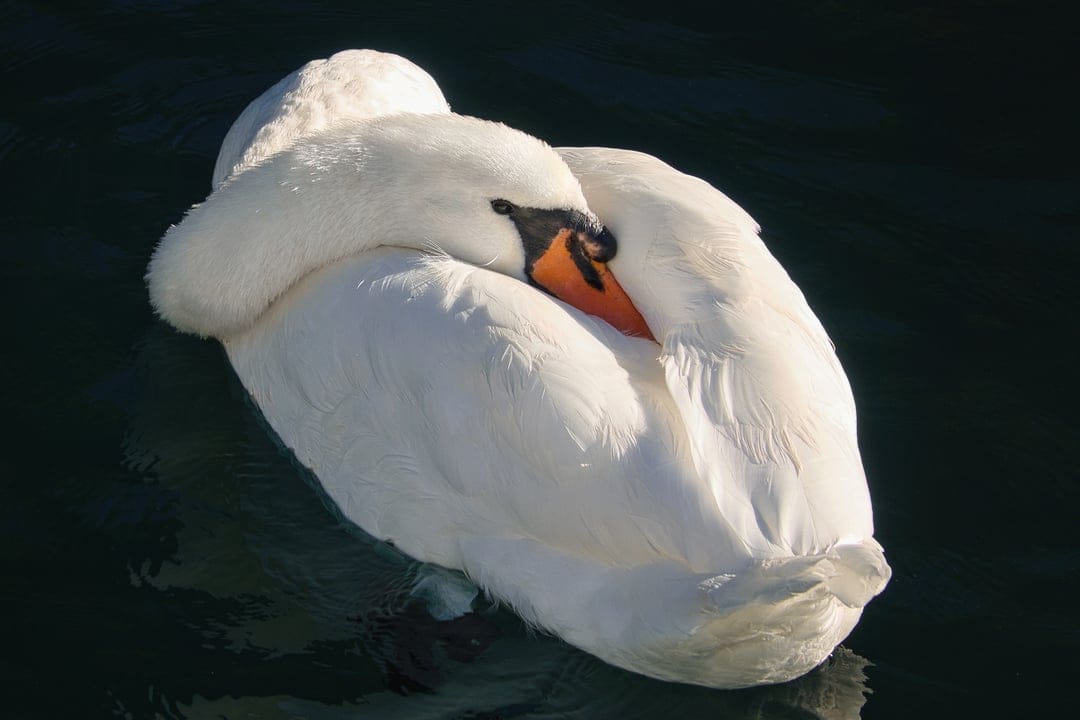 White swan with an orange beak rests its head on soft feathers while floating on dark, shadowed lake water.