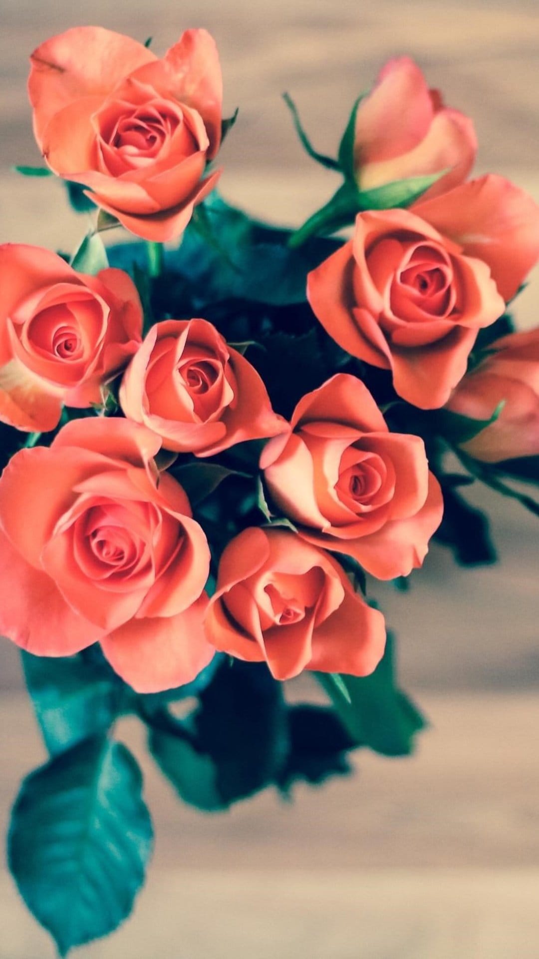 Peach-colored roses with layered petals and dark green leaves seen from above against a neutral light background.