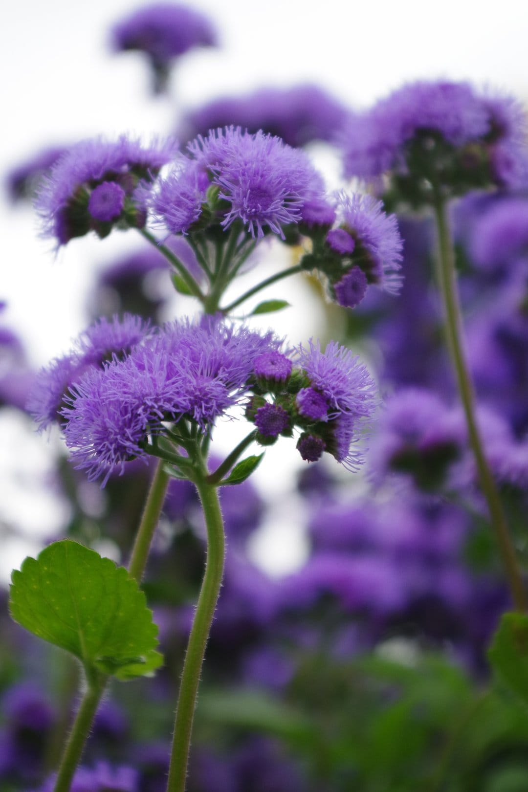 Purple Ageratum blossoms with fuzzy textures and a soft-focus background featuring a single green leaf.