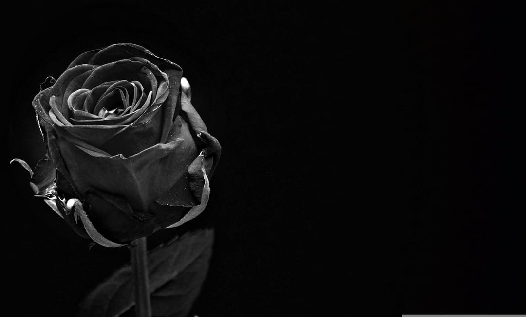 Black rose with layered petals reflects on a dark glass surface against a solid obsidian matte background.