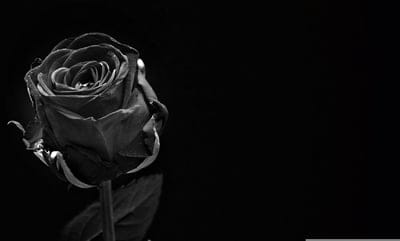 rose,full hd wallpaper,black,free background,cool backgrounds,rose,flower,rose blossom,flower,beautiful flowers,blossom
