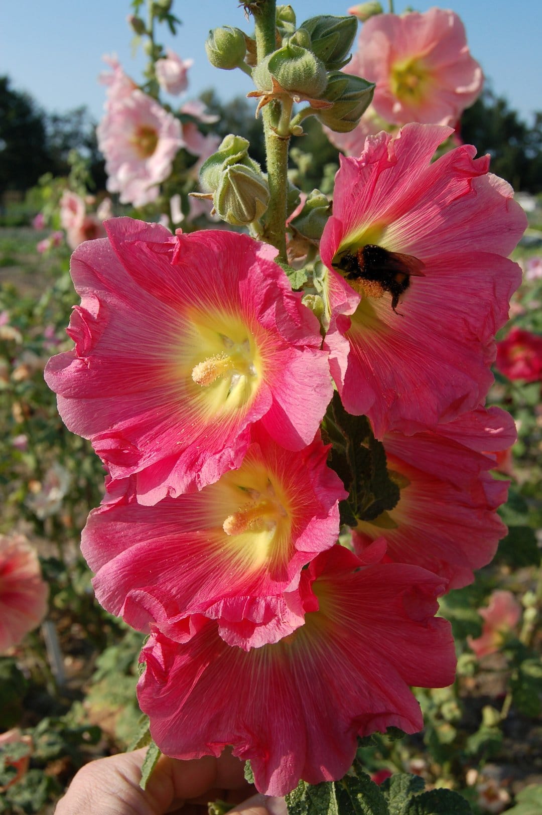 Bumblebee collecting pollen from a bright pink hollyhock flower with a blurred green garden background.