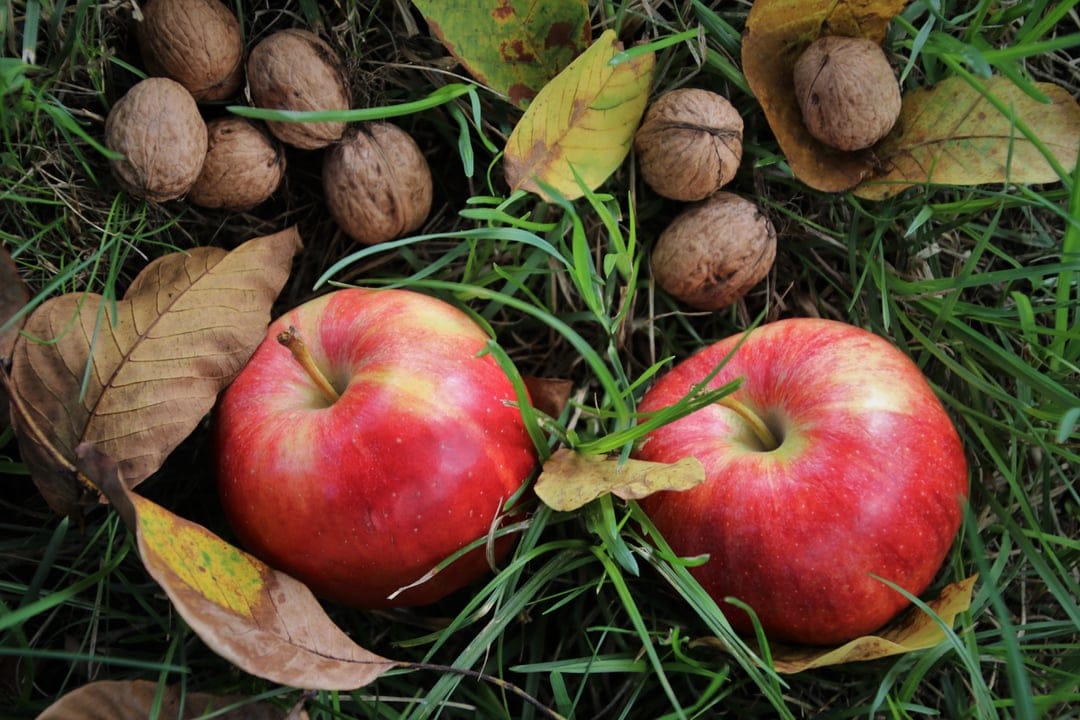 Two red apples and several walnuts sit on green grass with fallen autumn leaves in a rustic harvest scene.
