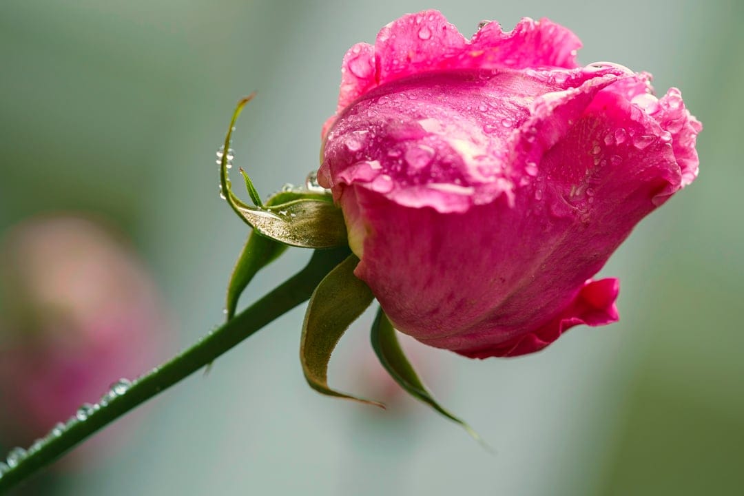 Pink rose bud with translucent water droplets on variegated petals against a soft green bokeh background.