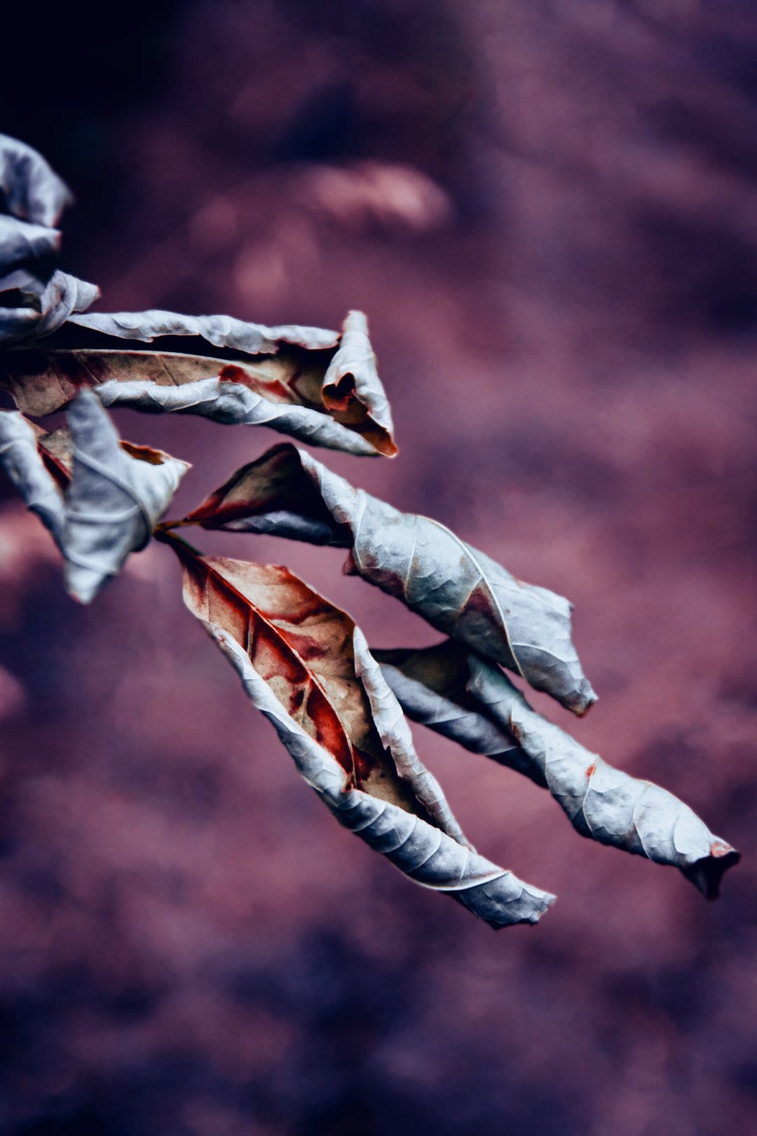 Dried grey and brown leaves with curled edges sit before a soft, out-of-focus violet textured background.