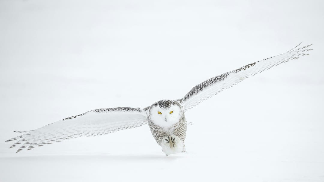 Snowy owl with wings fully extended and piercing yellow eyes glides against a plain white minimalist background.