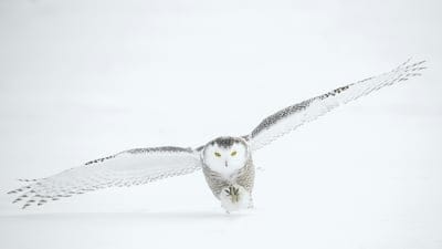 Owl wallpaper,Owl desktop wallpaper,wildlife wallpaper,bird wallpaper,bird