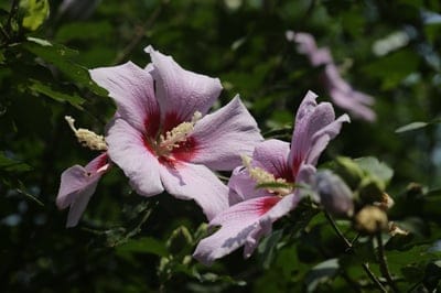 hibiscus flowers, pink flowers, crimson center, flower close-up, garden flowers, blooming flowers, tropical flowers, summer blossoms, floral photography, nature beauty, botanical detail, stamen, pistil, green leaves, sunlit garden, outdoor photography, floral arrangement, natural light, plant life, macro photography, vibrant color, delicate petals