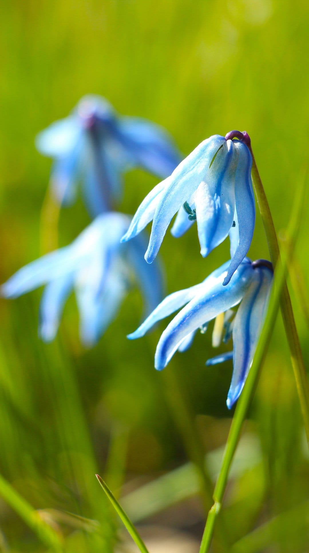 Blue Scilla flowers with delicate petals bloom amidst green blades of grass in a soft-focus meadow setting.