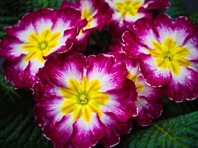 primrose flowers, pink and yellow flowers, bi-color petals, spring blossoms, floral close-up, garden flowers, botanical photography, nature's beauty, vibrant colors, delicate flowers, petals texture, detailed flowers, flower photography, seasonal blooms, garden plants, pink flowers, yellow flowers, white flowers, macro floral, pretty flowers, flower detail, primula, horticulture