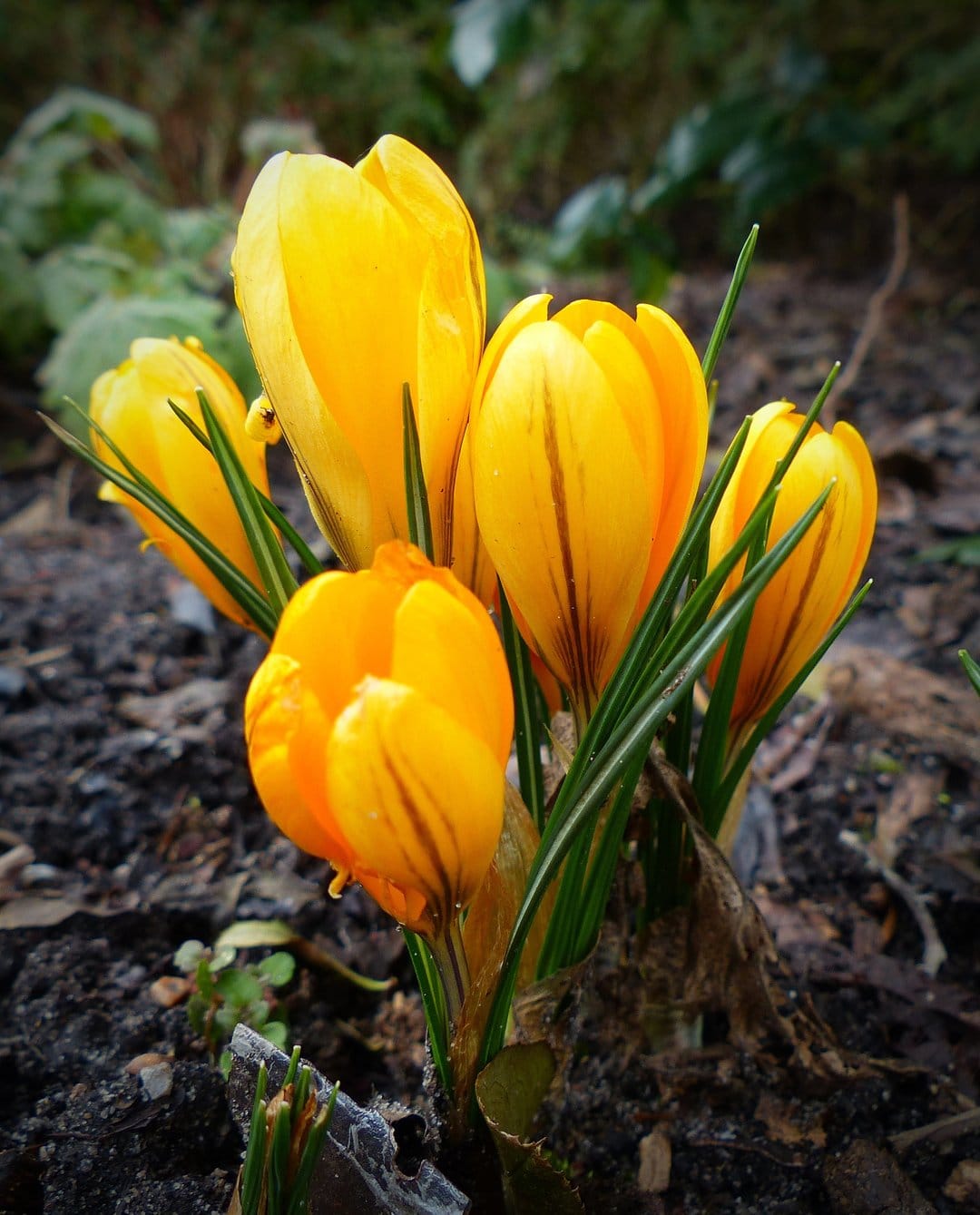 Bright yellow crocus blossoms push through dark earth, surrounded by soft green foliage in early spring.