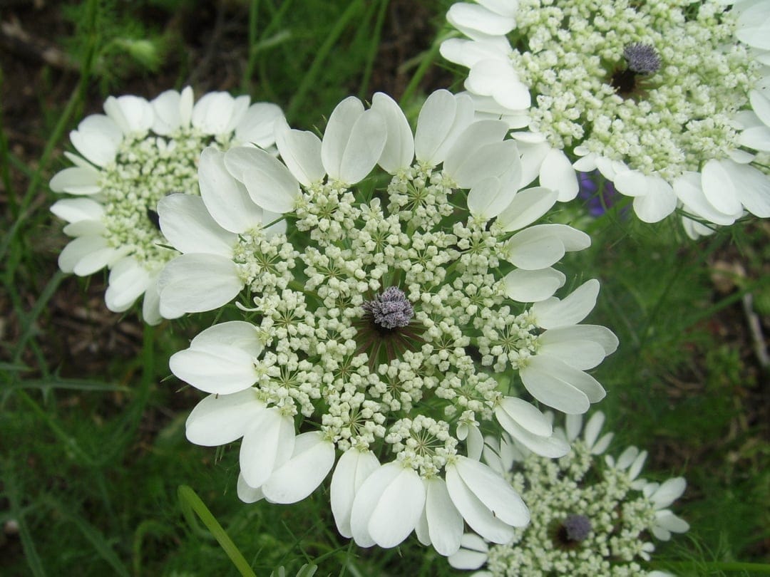 Queen Anne's Lace flowers with delicate white petals and a dark purple center bloom in a soft green meadow.