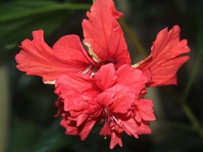 Double red hibiscus flower with ruffled petals and a yellow stamen against a dark green blurred leaf background.
