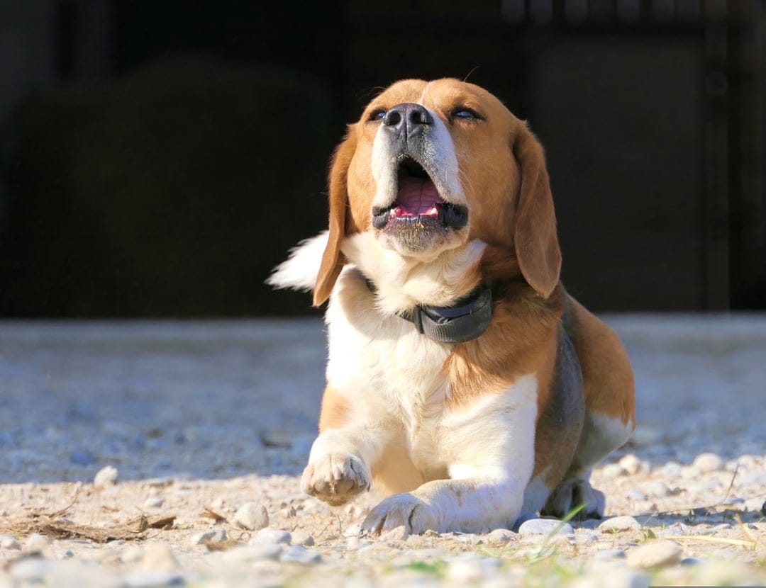 Beagle dog sitting on gravel with its mouth wide open barking toward the sky against a dark rustic background.