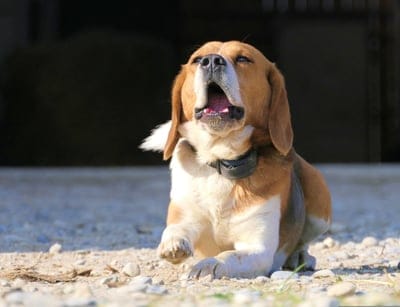 dog,nature,cool backgrounds,mac wallpaper,laptop wallpaper,windows wallpaper,beautiful wallpaper,free background,wallpaper hd,lying,desktop backgrounds,tiredness,beagle,brown,pet,animal,canine,cute,free wallpaper,wallpaper 4k