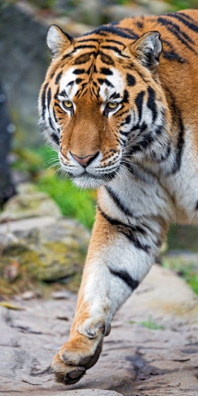 tiger,big cat,snout,predator
