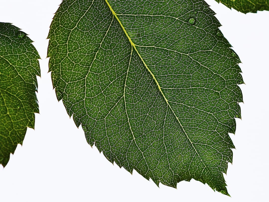 Green leaf with prominent veins and a small water droplet on its serrated edge against a white background.