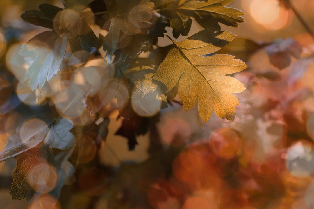 Golden autumn leaves with detailed veins are backlit by glowing orange and yellow bokeh circles in a macro shot.