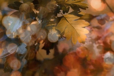 fall,wallpaper hd,cool backgrounds,laptop wallpaper,4k wallpaper,nature background,leaves,mac wallpaper,free background,leaf,nature wallpaper,beautiful wallpaper,nature,full hd wallpaper,4k wallpaper,wallpaper 4k,free wallpaper,beautiful nature,forest,oak