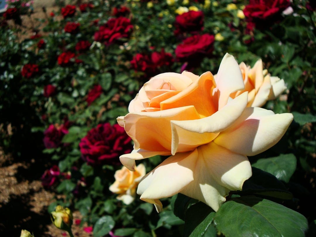 Peach rose with velvet petals and a warm apricot center surrounded by blurred green leaves in soft sunlight.
