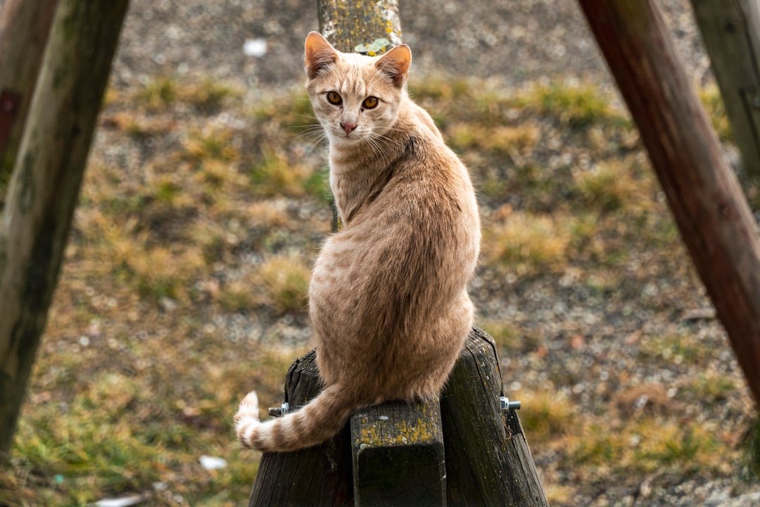 Ginger cat with orange eyes sits on a wooden post against a blurred background of autumn foliage.