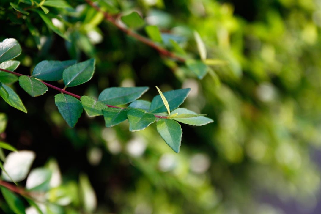 Vibrant green leaves on a slender branch appear in sharp focus against a soft, sunlit forest bokeh background.