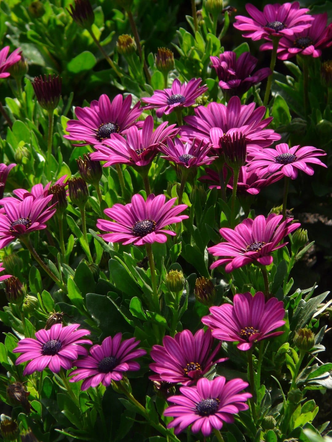 Purple African daisies with dark centers bloom in bright sunlight against a backdrop of green leaves and small buds.