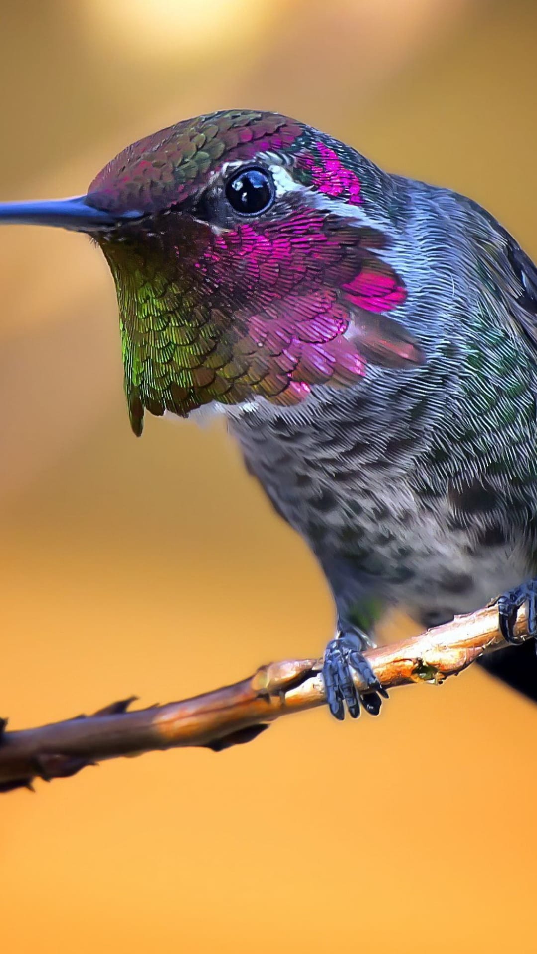 Anna's hummingbird perching on a thin branch against a glowing golden-orange bokeh background in macro detail.