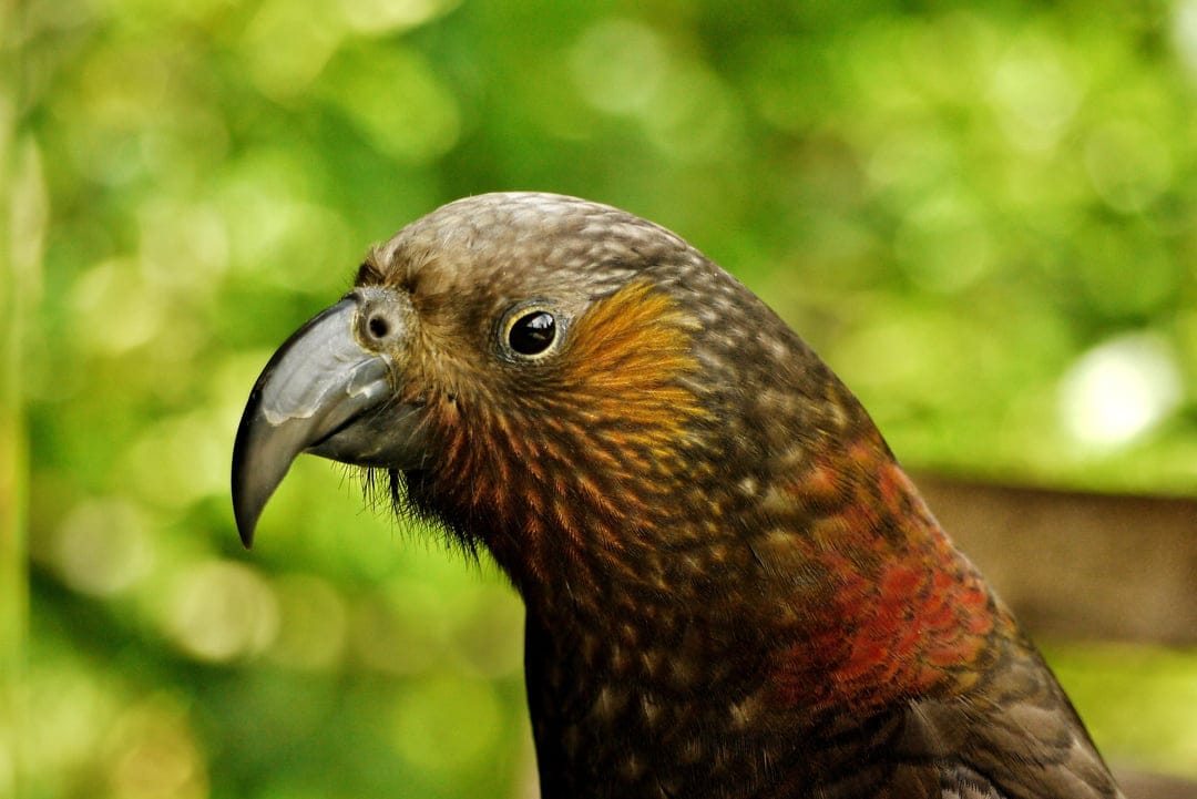 Kākā parrot with a curved beak and brown feathers looks forward against a blurred green forest background.